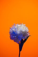 White peony flower in neon light on orange background