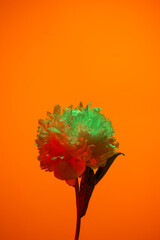 White peony flower in neon light on orange background