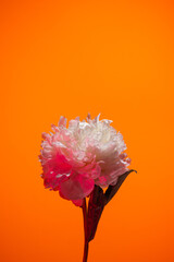 White peony flower in neon light on orange background
