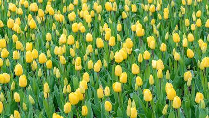 Field of Bright Yellow Tulips in Bloom During Springtime © ADDICTIVE STOCK CORE