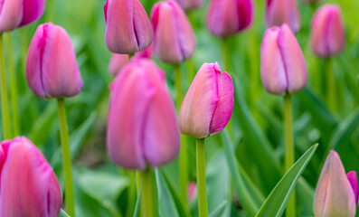 Beautiful field of pink tulips in vibrant bloom