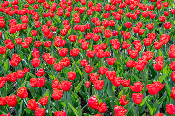Vibrant red tulip field in full bloom during springtime