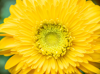 Close-up view of a vibrant yellow gerbera daisy blossom