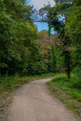 Naklejka premium Winding Dirt Path Through Lush Green Forest in Early Autumn at Ormanya Park, Kocaeli, Türkiye
