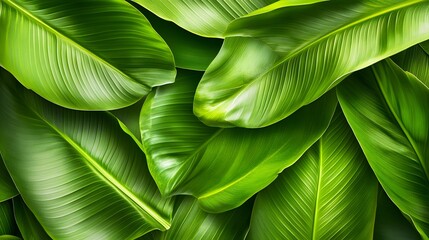 Close-up view of vibrant green leaves.
