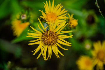 Close-Up of Bright Yellow Inula Flowers Blooming in Summer at Ormanya Park, Kocaeli, Türkiye