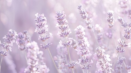 Obraz premium Delicate lavender blossoms in soft light.