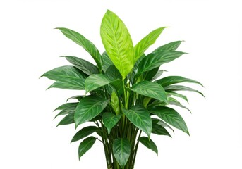 A vibrant green plant with elongated leaves against a plain white backdrop here