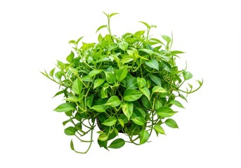 Aerial view of a lush golden pothos plant in a pot against a white backdrop