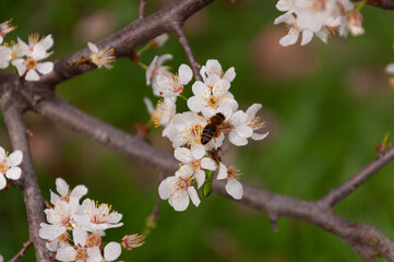 Fototapeta premium white flowers of fruit trees with bee on it in spring garden