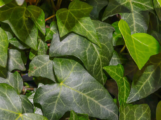 Common ivy, Araliaceae family, green leaves close-up