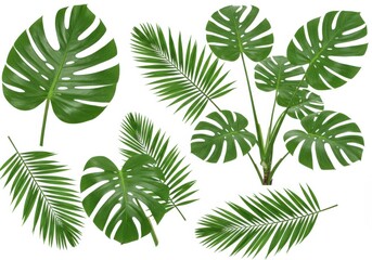 Assortment of vibrant foliage including monstera and palm leaves on display