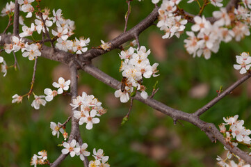 white flowers of fruit trees with bee on it in spring garden