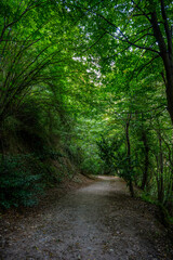 Shaded Forest Path Surrounded by Lush Green Trees in Summer at Yuvacık, Başiskele, Kocaeli, Türkiye