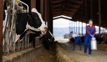 Confident farmers work with can and rake at cow farm
