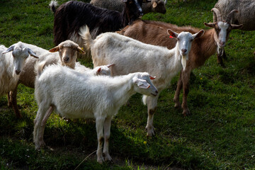 Obraz premium A close-up photo capturing a mixed herd of domestic animals—goats and sheep—walking along a path toward a fenced pen.