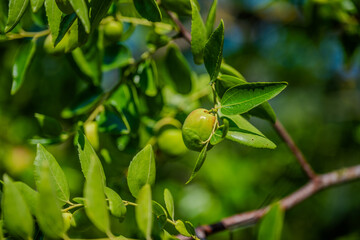 Close-Up of Unripe Jujube Fruit Growing on Branch with Glossy Green Leaves in Natural Sunlight