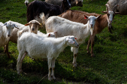 A close-up photo capturing a mixed herd of domestic animals—goats and sheep—walking along a path toward a fenced pen.
