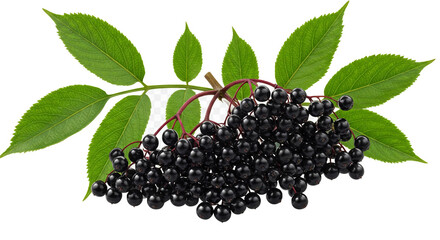Dark Elderberries Delight Nature s Sweetness Berry Bunch Healthy Harvest Culinary Treat Leafy Greens