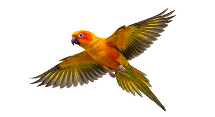 Sun Conure Flight Vibrant Parrot Soaring in the Sky Tropical Bird Photography Avian Beauty Colorful