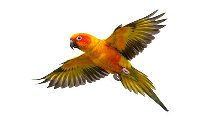 Golden Sun Conure Soaring Vivid Parrot in Flight Exotic Pet Portrait Bird Photography Avian Beauty