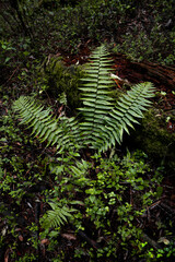 Lush greenery in Desierto de los Leones forest, Mexico