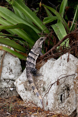 Iguana climbing on rocks surrounded by tropical foliage
