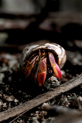 Colorful hermit crab on forest floor in natural habitat