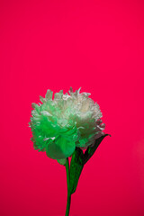 White peony flower in neon light on pink background