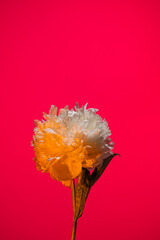 White peony flower in neon light on pink background