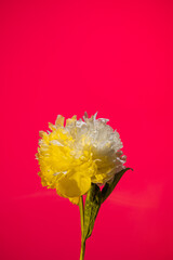 White peony flower in neon light on pink background