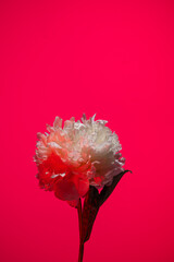 White peony flower in neon light on pink background