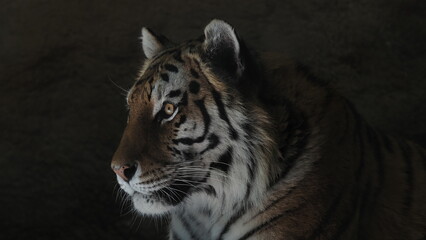 close up of a tiger