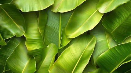 Close-up view of vibrant green banana leaves.