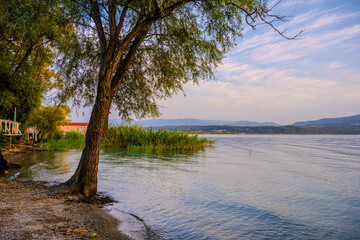 Peaceful View of a Tree Growing at the Edge of Sapanca Lake with Reeds and Distant Hills in Sakarya, T&uuml;rkiye