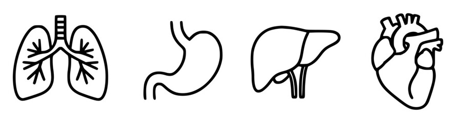 Human internal organs illustration simple line art