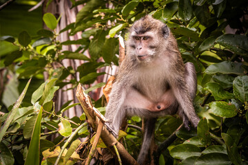 Fantastic view of a male macaque sitting in a tree with his legs open and staring aggressively at the Grand Bassin Hindu temple in Mauritius