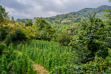 Obraz premium Lush Green Hillside and Agricultural Fields in Başiskele, Kocaeli, Türkiye During Late Summer