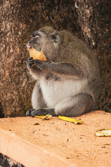 Beautiful view of a macaque monkey eating a coconut and showing its sharp, large canines at the Grand Bassin Hindu temple in Mauritius