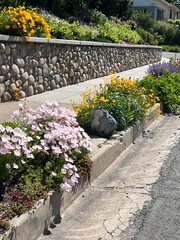 beautiful xeriscape garden landscape with water wise summer flowering perennials in Salt Lake City, Utah, in a parking strip planting