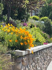 beautiful xeriscape garden with a stone wall in Salt Lake City, Utah