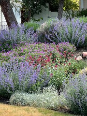 beautiful xeriscape garden with colorful flowering perennials, drought tolerant plants