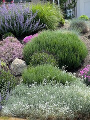 xeriscape garden with colorful plants and flowers, Salt Lake City, Utah