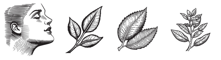 Fototapeta premium Vintage Illustration of Woman and Various Botanical Elements, set vector illustration