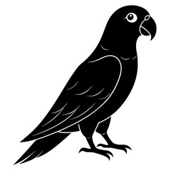 black and white bird