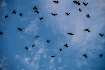 Flock of Birds Flying Against a Clear Blue Sky, Captured in Başiskele, Kocaeli, Türkiye
