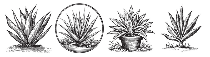 Vintage Illustration of Various Styles of Agave Plants in Black and White, set vector illustration