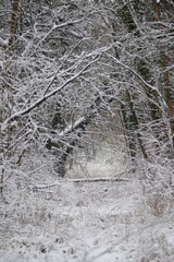Stille im Winterwald 