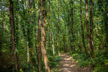Obraz premium Dense Forest Path Surrounded by Tall Trees and Ivy in Başiskele, Kocaeli, Türkiye