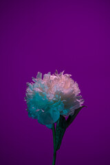White peony in neon light on purple background